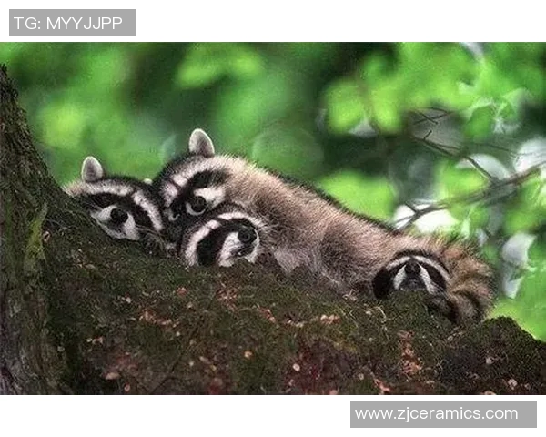 足球明星与小动物的温馨时刻展现了他们柔软的一面与爱心的真谛